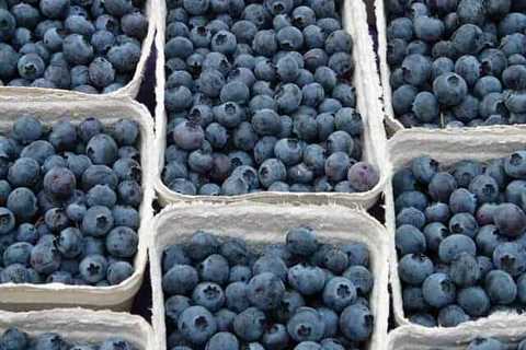 Regular blueberry consumption may reduce risk of dementia