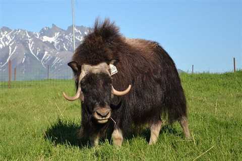 Scientists see signs of traumatic brain injury in headbutting muskox