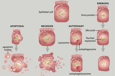 Move Over Apoptosis: Another Form of Cell Death May Occur in the Gut