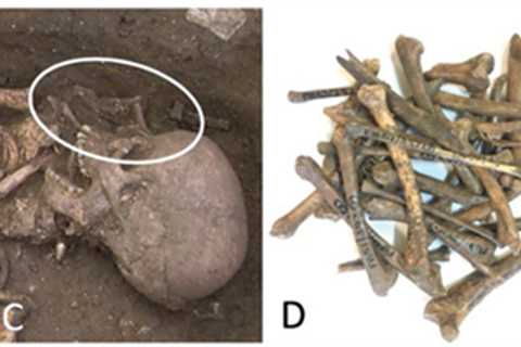 Domesticated Chickens Were Initially Friends, Not Food