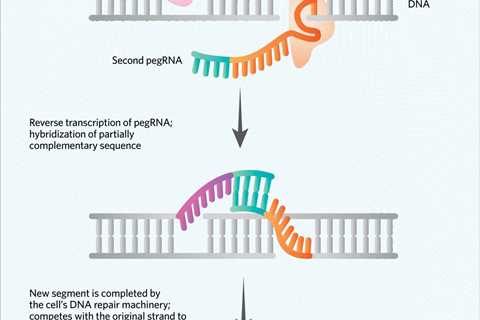 Infographic: Two Guide RNAs Make for Large, Stable Insertions