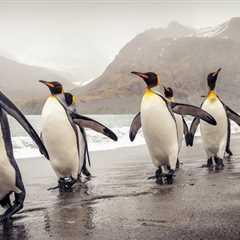 Scientists Analyzed Penguin DNA And Found Something Quite Remarkable