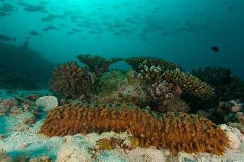 How the Sea Cucumber Defends Itself . . . From Itself