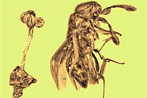 A Wasp, Flower, And Fly Trapped in Amber Reveal 30-Million-Year Old Microcosm