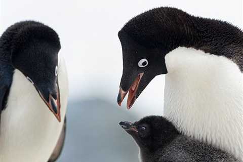 Penguins Are Among the World's Slowest-Evolving Birds: Study