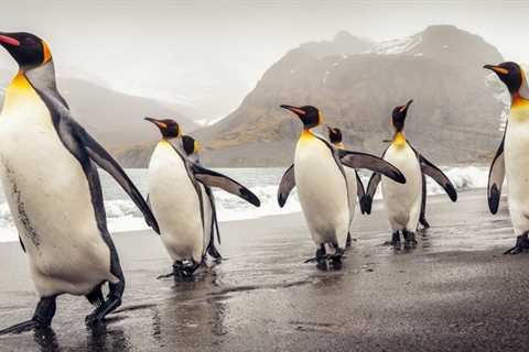 Scientists Analyzed Penguin DNA And Found Something Quite Remarkable