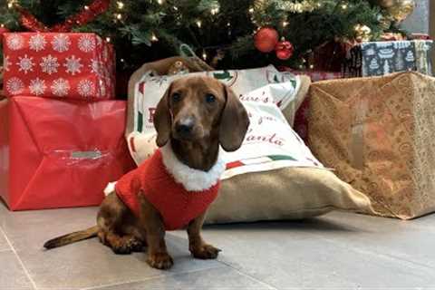 Mini Dachshund’s First Christmas