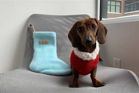 Merry Christmas from Our Mini Dachshund Mac