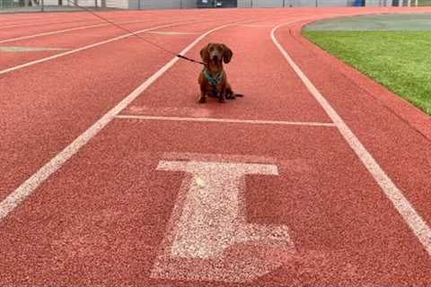 Mini dachshund track workout