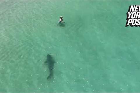 Tiger shark charges unsuspecting swimmer in chilling drone video | New York Post