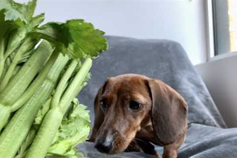 Does mini dachshund like vegetables?