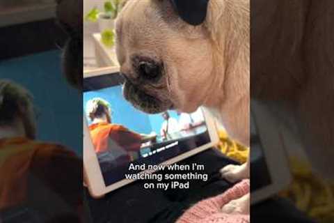 The story about how my DOG became an IPAD KID 🥹📱🩷 #pug #dog #ipad #shorts