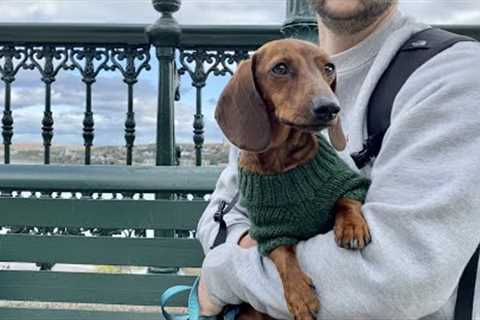 Mini dachshund''s 1st time traveling on a train