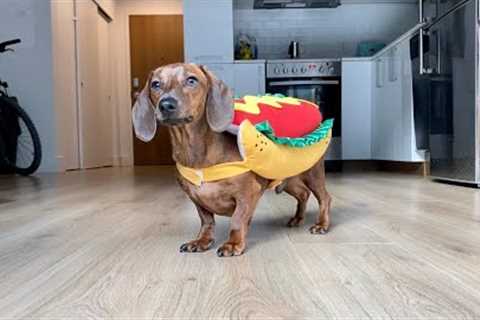 Mini dachshund picks his Halloween costume!