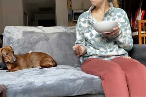 Mini dachshund eats breakfast with mom