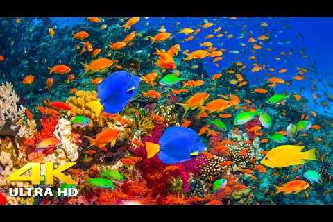 4K Stunning Underwater Wonders of the Red Sea + Relaxing Music - Coral Reefs & Colorful Sea Life