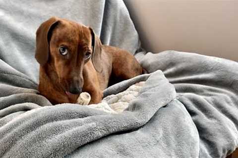 Mini dachshund and his bone