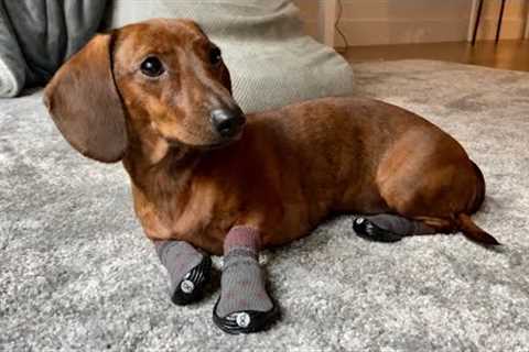 Mini dachshund tries new winter boots