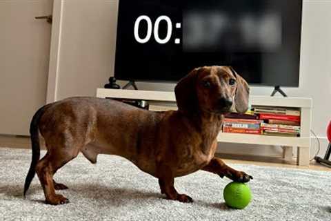 How long can a mini dachshund play fetch?