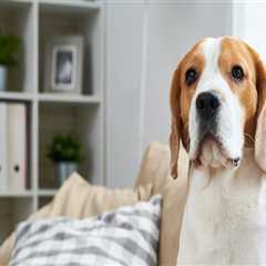 The Ultimate Guide to Pet Hair Removal and Odor Elimination: Detailing Services in Round Rock, TX