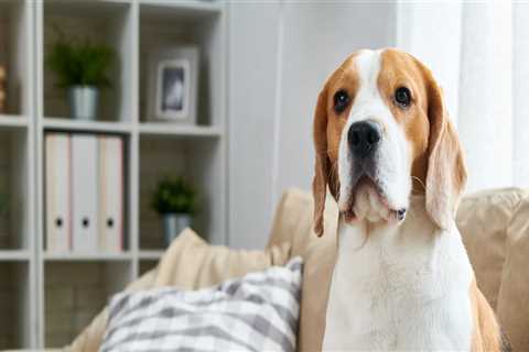 The Ultimate Guide to Pet Hair Removal and Odor Elimination: Detailing Services in Round Rock, TX