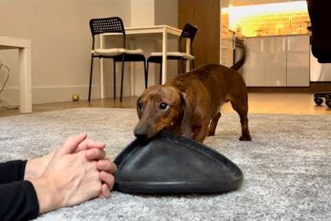 How mini dachshund reacts when you stop throwing the frisbee