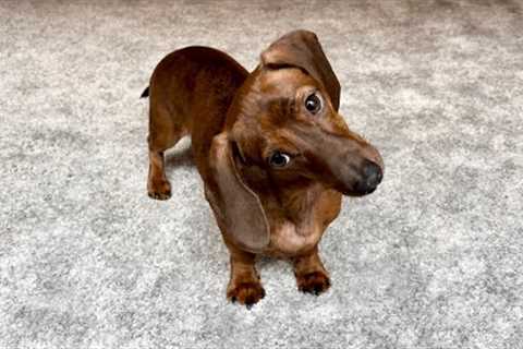 Mini dachshund reacts to different types of music