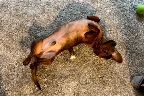 Mini dachshund plays doggie whack-a-mole