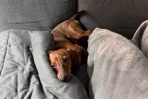 Mini dachshund tries to get comfortable