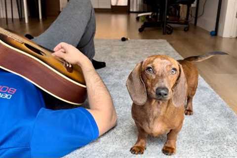 Mini dachshund reacts to instruments!