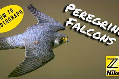 Photographing Peregrine Falcons