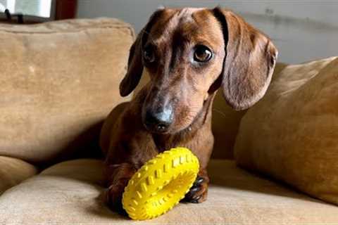 Mini dachshund picks out his own toy!