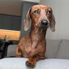 Is mini dachshund standing, sitting or lying down?