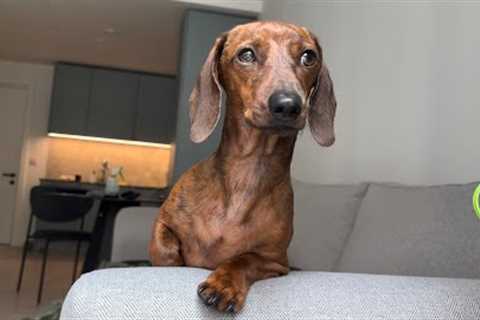 Is mini dachshund standing, sitting or lying down?