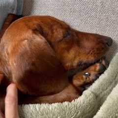 Mini dachshund’s rainy morning routine: games, snuggles and bones!